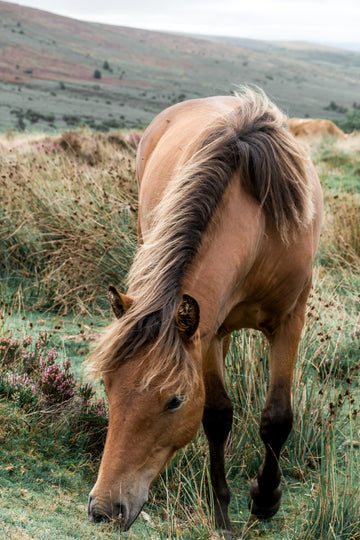 Dartmoor pony