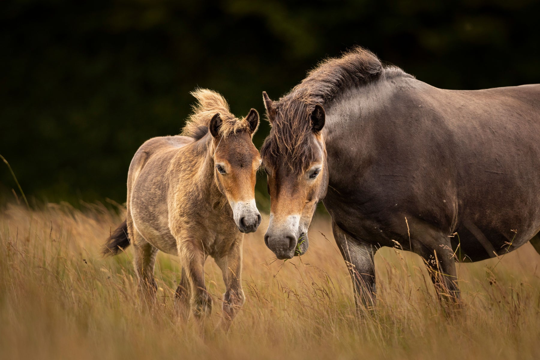 Exmoor pony