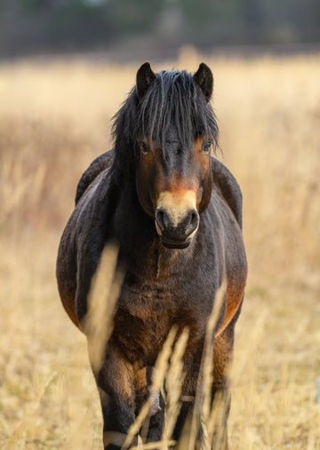 Exmoor pony