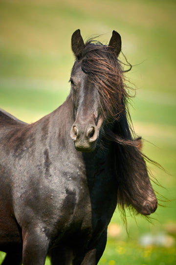 Fell pony