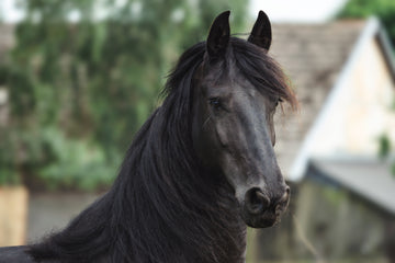 Friesian