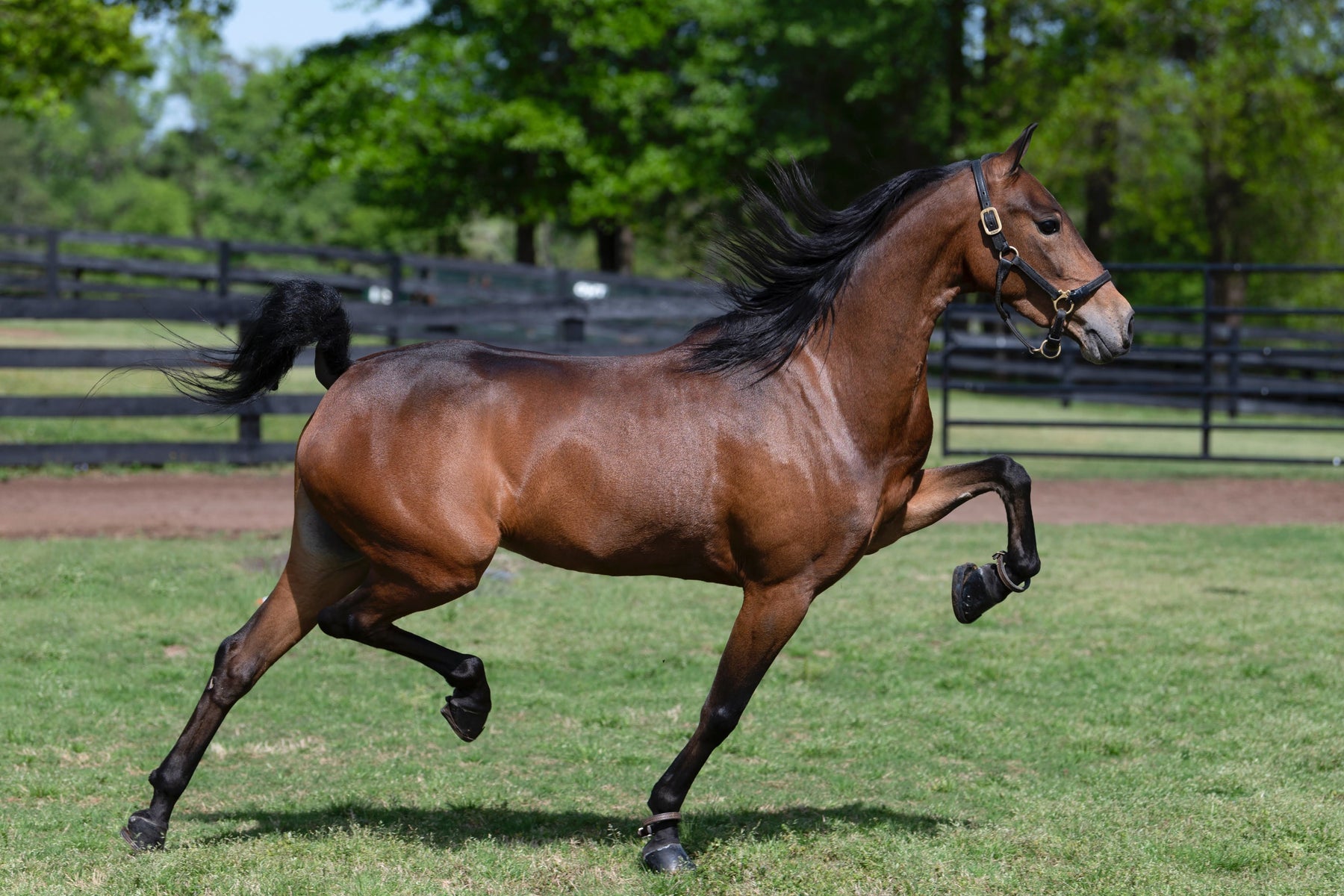 Hackney Horse