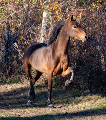 Hackney Horse