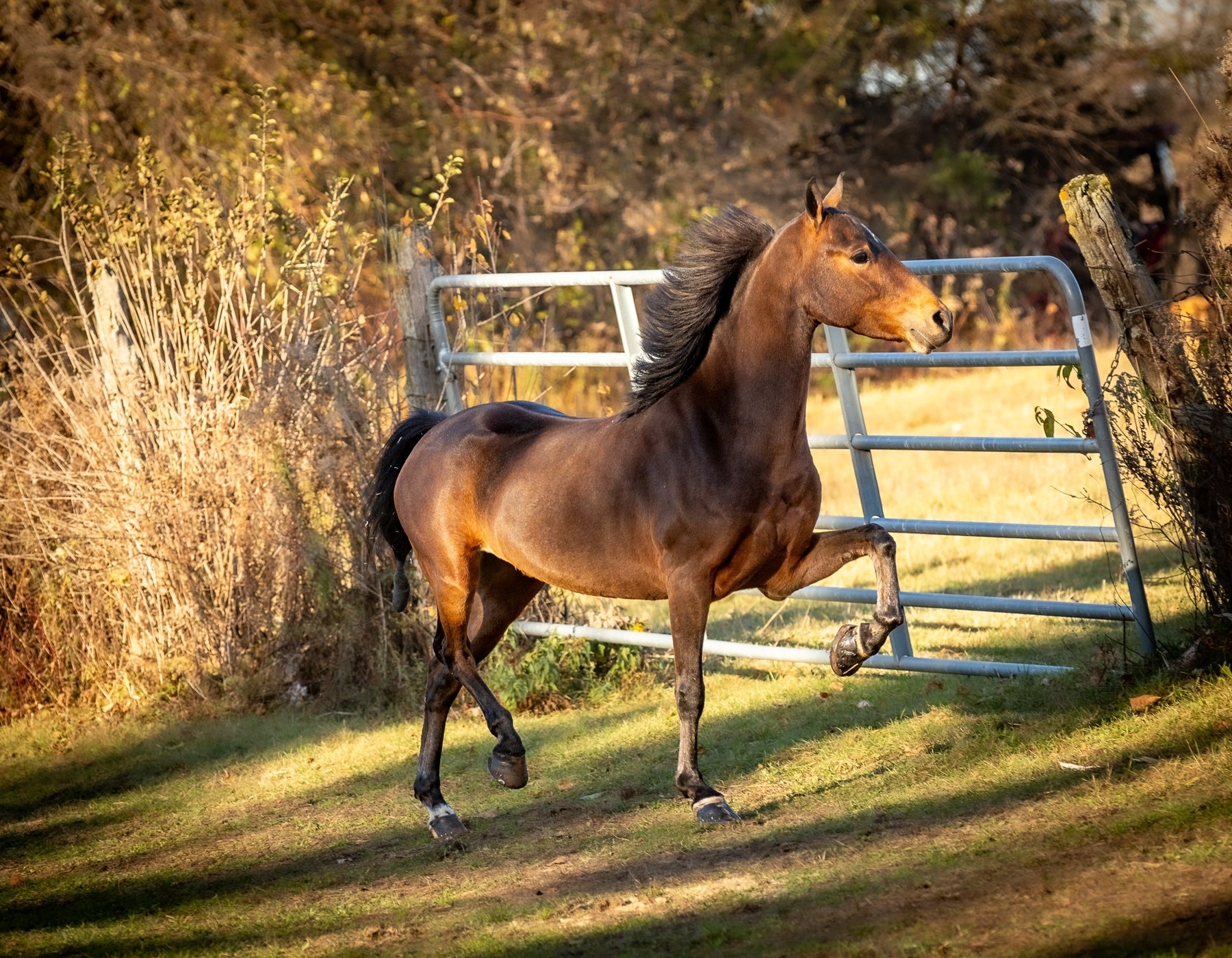 Hackney Pony