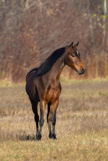 Hackney Pony