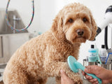 Cockapoo being brushed on the front paw with the Masterclip super slicker - action shot