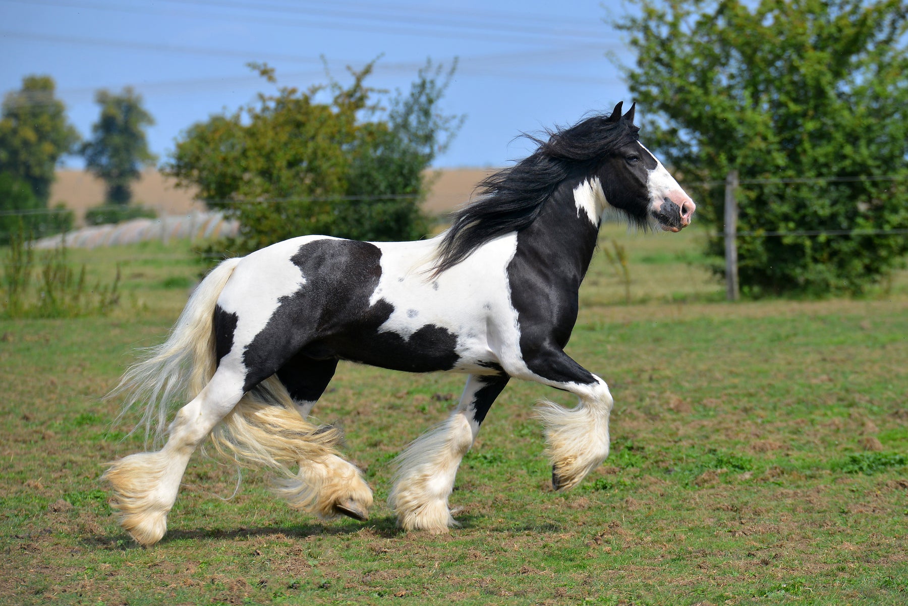Irish Cob