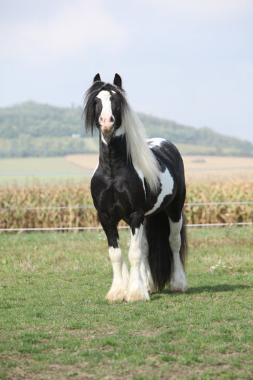 Irish Cob