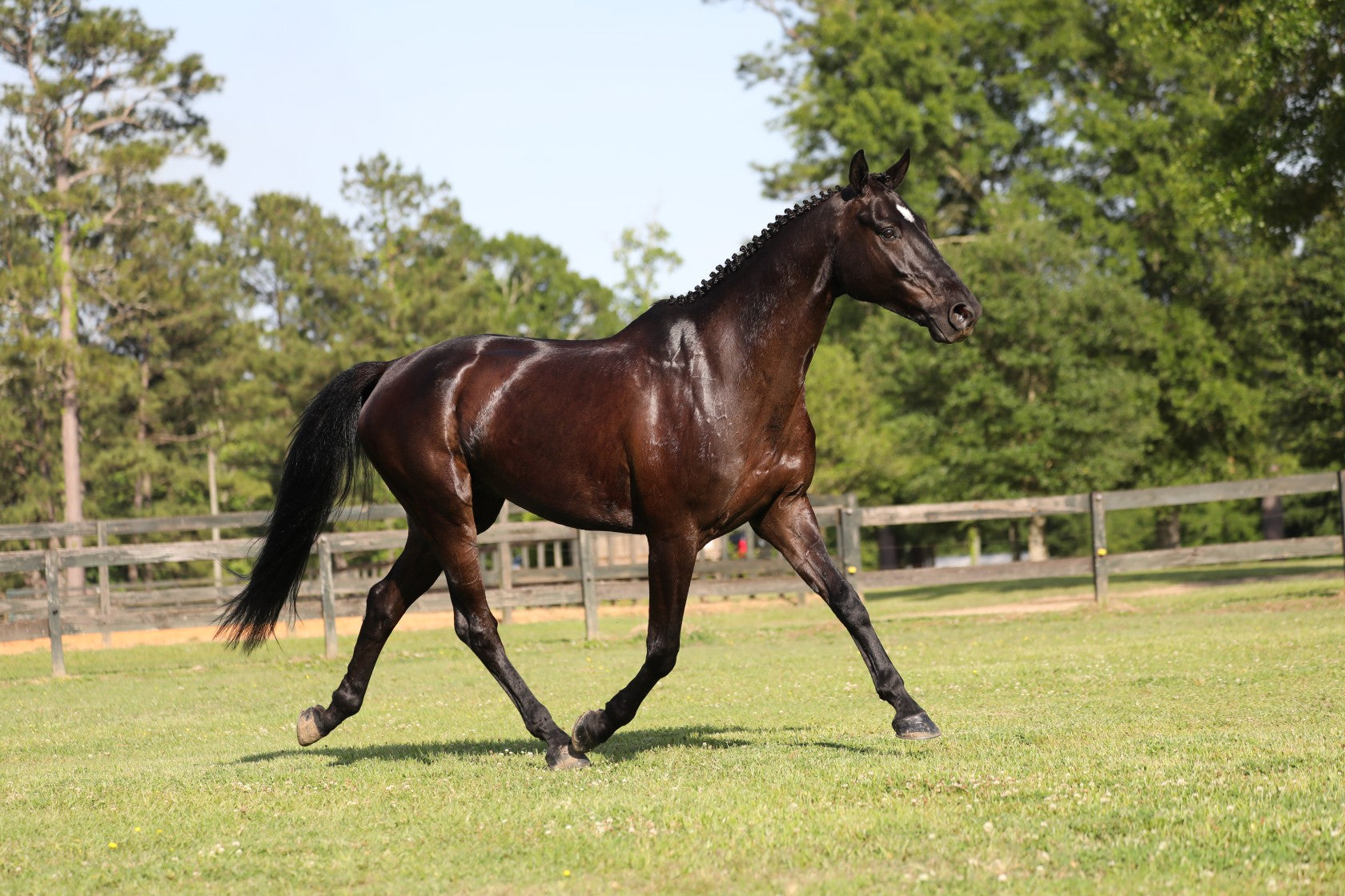 Irish Sports Horse