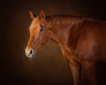 Irish Sports Horse