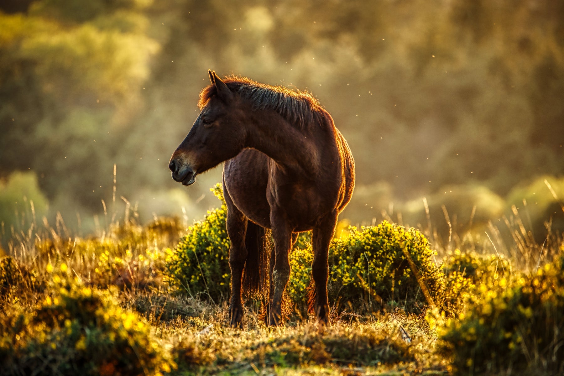 New Forest Pony
