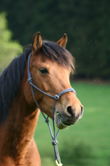 New Forest Pony