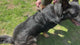 7" Metal Combination Grooming Comb for Dogs - Silver