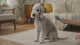 Bedlington Terrier Super Slicker Brush with Flexi-Pins