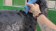 Cocker Spaniel Dog Clipper Set - Cordless MAX with 4 Comb Guides