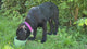 Anxiety Reducing Slow Feeding Lick Bowl - Small
