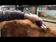 HD Roamer Multiblade Show & Dirty Cattle Clipper