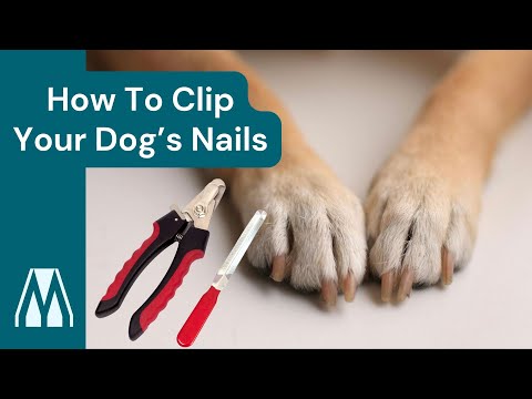 Dog Nail Clippers | LARGE