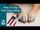 Dog Nail Clippers | SMALL