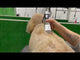 Crossbreed Terrier Dog Clipper Set - Mains