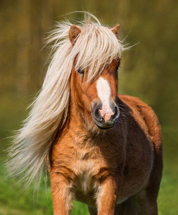Shetland Pony