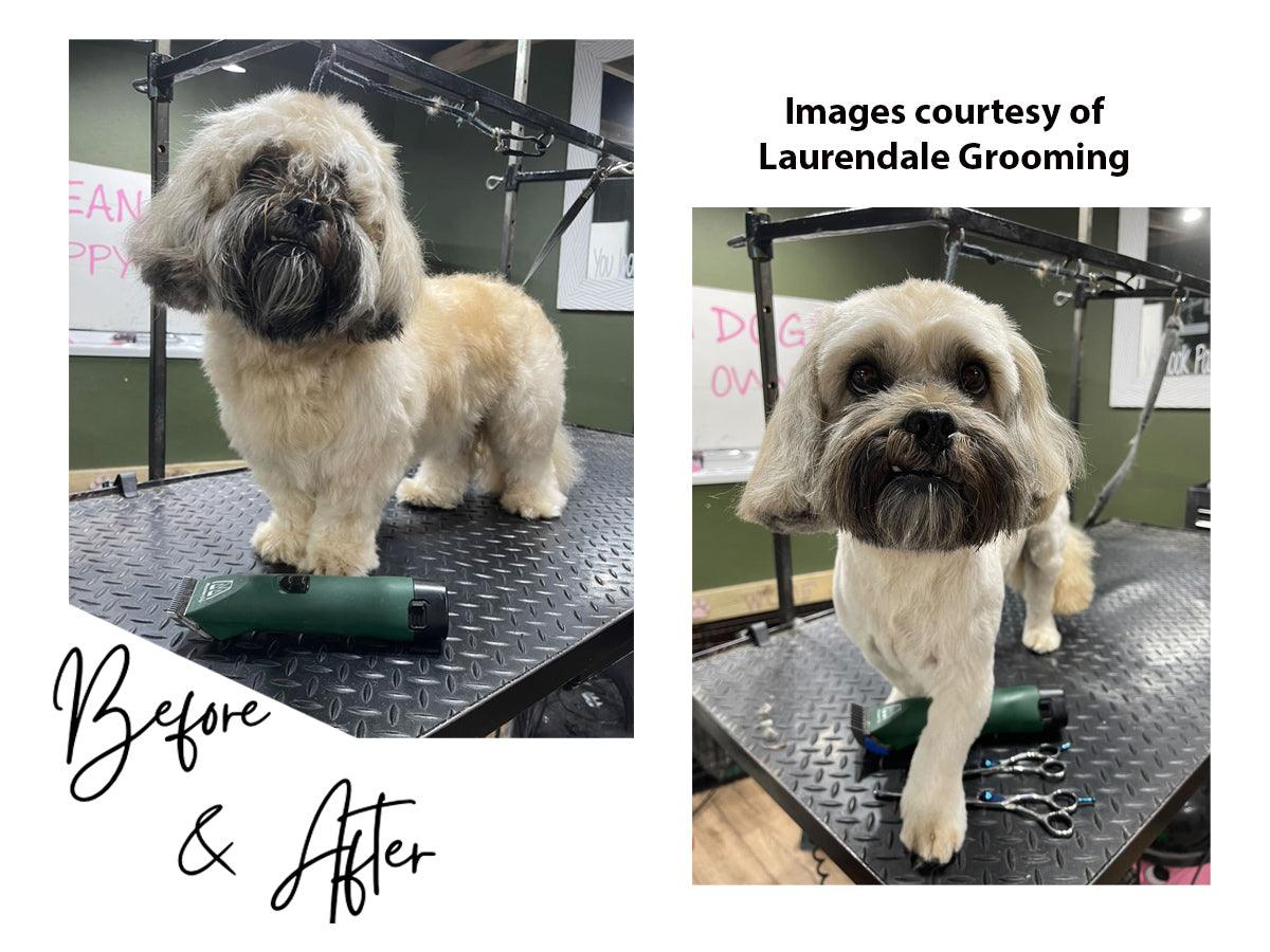 Best grooming clippers 2025 for shih tzu