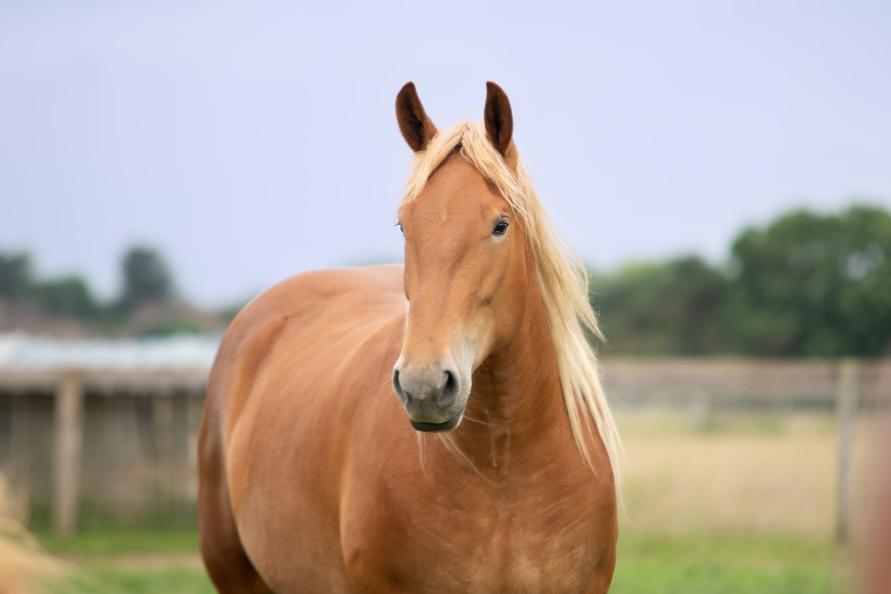 Suffolk Punch