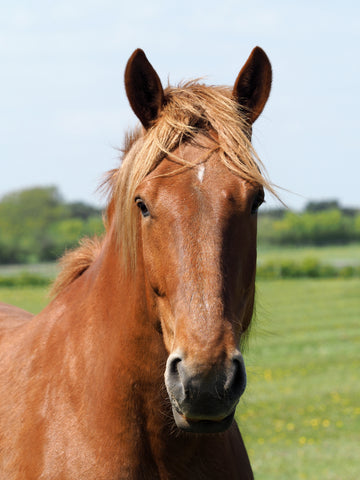 Suffolk Punch