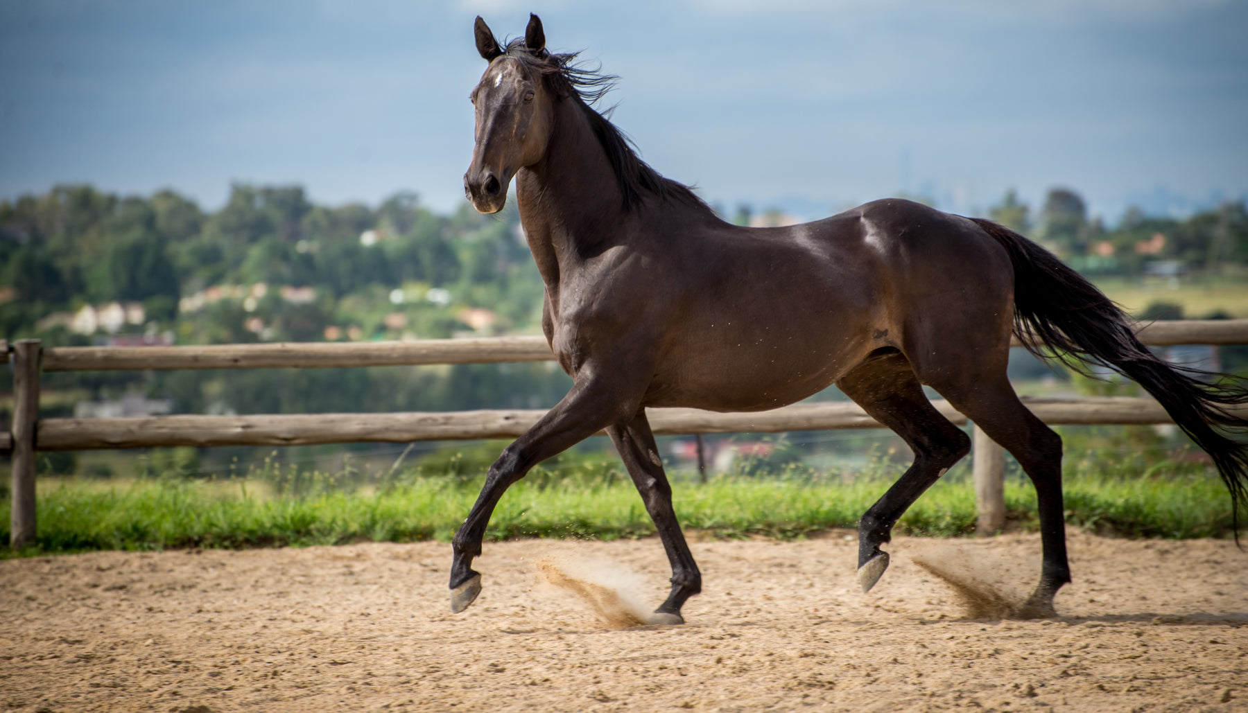 Thoroughbred