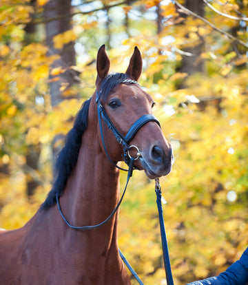 Thoroughbred