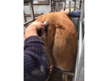 Load image into Gallery viewer, V-Series Multiblade Show Cattle Clipper-Masterclip