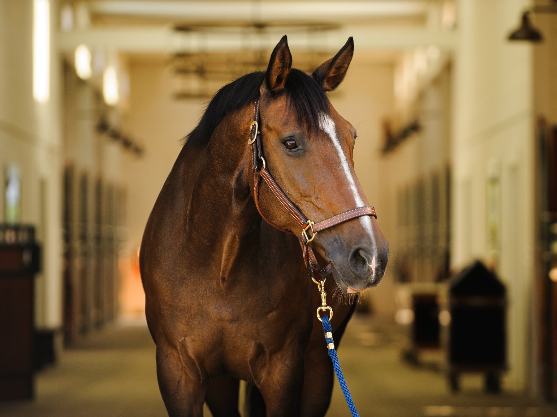 Warmblood