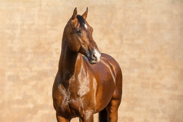 Warmblood