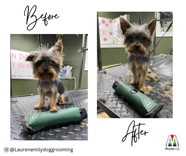 Yorkshire Terrier Clipper Set - Cordless - Masterclip